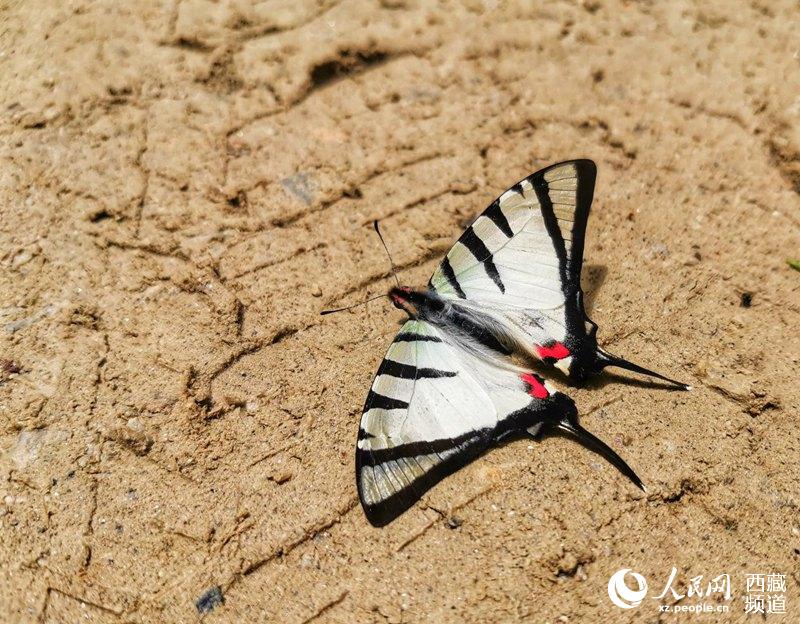 الفراشات في التبت